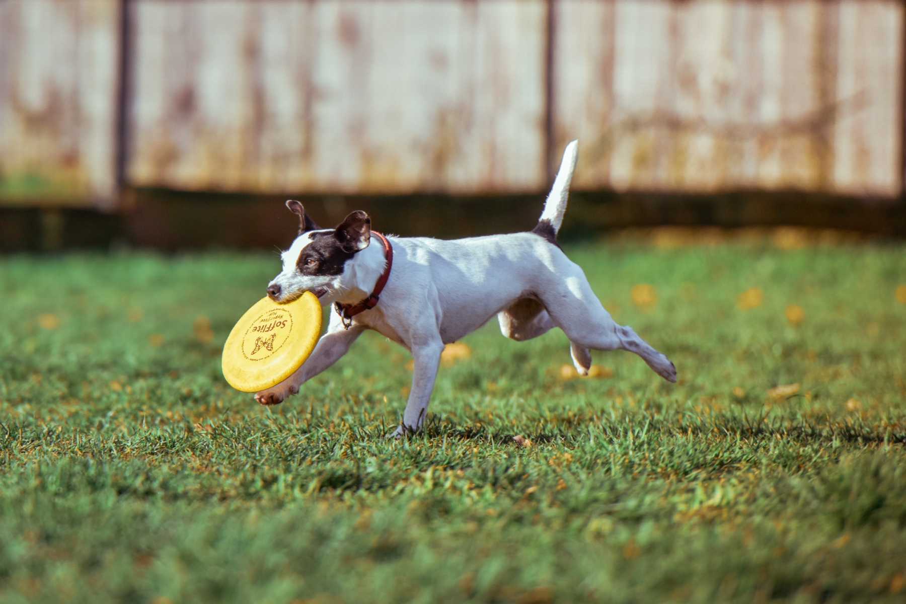 off-leash-dog-area-berry-park-village